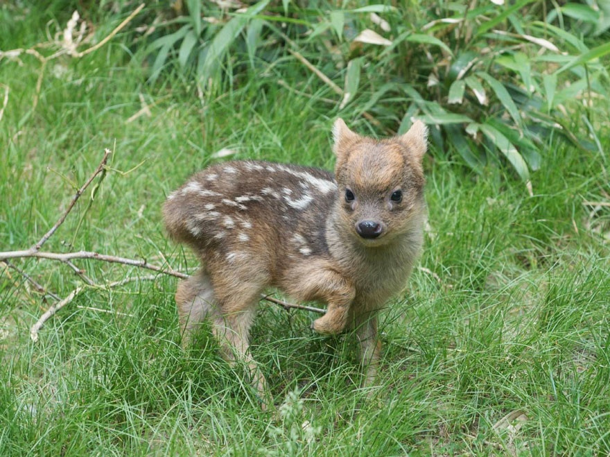 Детеныш одного из самых маленьких оленей в мире (4 фото и 1 гифка)