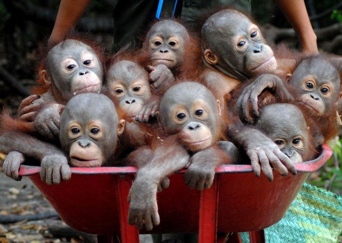 Ежедневное путешествие маленьких орангутангов (7 фото)