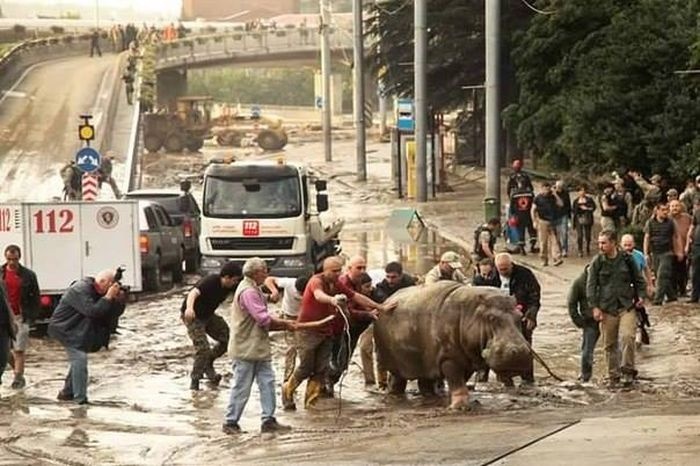 Дикие животные на улицах Тбилиси (16 фото)