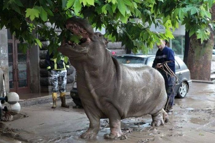 Дикие животные на улицах Тбилиси (16 фото)