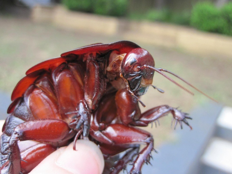 Необычные и пугающие насекомые (10 фото)