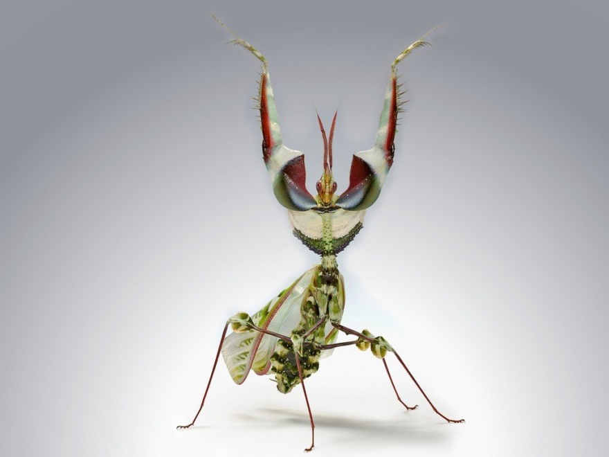 Необычные и пугающие насекомые (10 фото)
