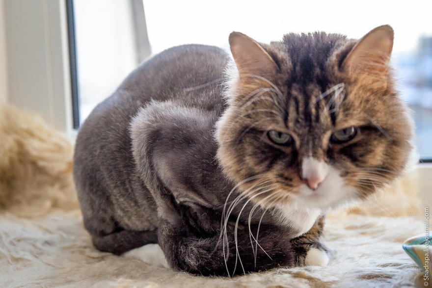 История кота из Нижневартовска, которого побрили наголо (17 фото)