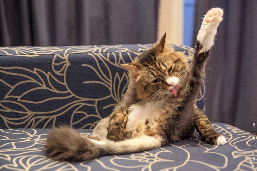 История кота из Нижневартовска, которого побрили наголо (17 фото)