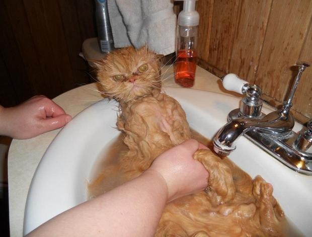 Жестокие фото котов после принятия ими водных процедур (27 фото)