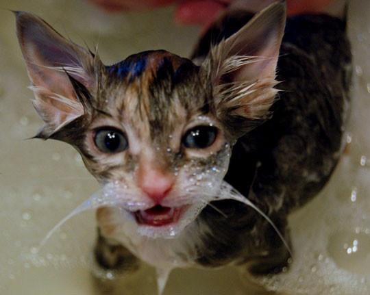 Жестокие фото котов после принятия ими водных процедур (27 фото)