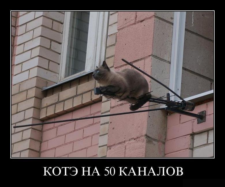 Лучшие демотиваторы о котах (15 фото)
