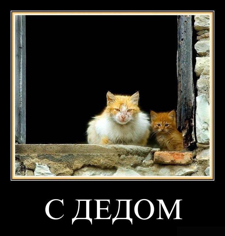 Лучшие демотиваторы о котах (15 фото)