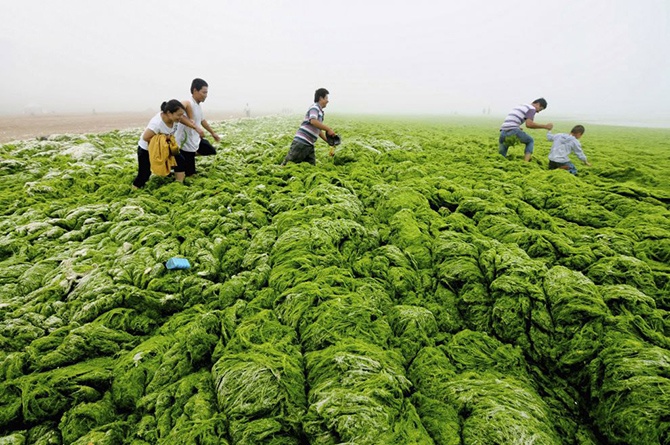 Самое большое скопление водорослей в Китае
