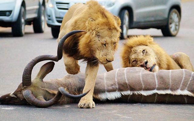 Львы убили антилопу прямо на шоссе