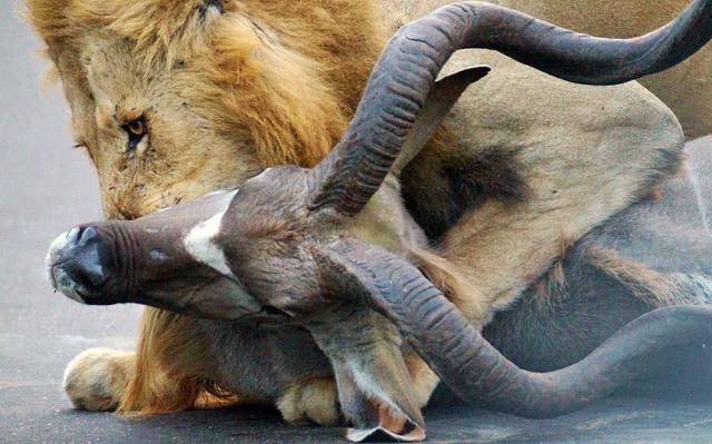 Львы убили антилопу прямо на шоссе