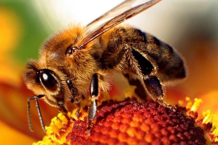 Что если не будет пчел?
