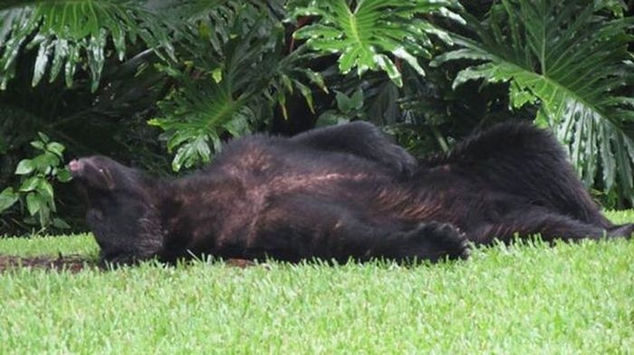 Медведь уснул на лужайке возле частного дома (3 фото)