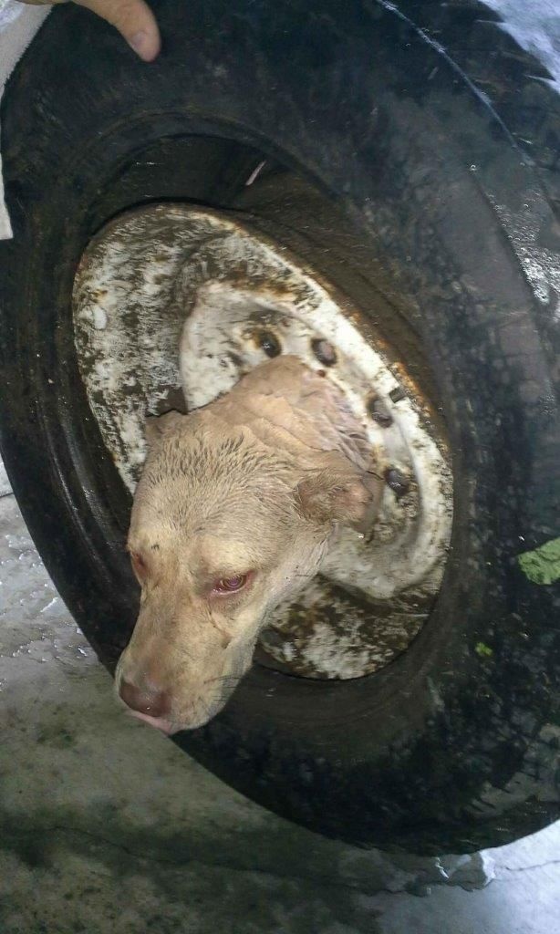Спасение собаки, застрявшей в колесе