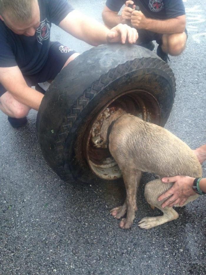 Спасение собаки, застрявшей в колесе