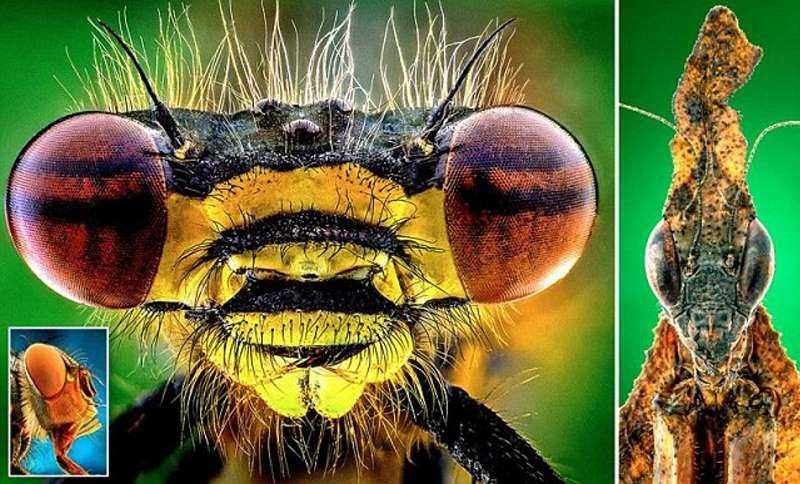 Увеличенные фото насекомых (8 фото)