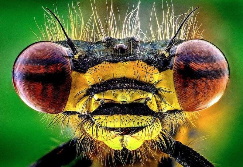 Увеличенные фото насекомых (8 фото)