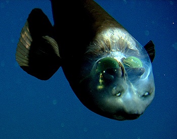 Чудо-рыба с прозрачной головой