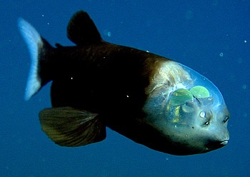 Чудо-рыба с прозрачной головой
