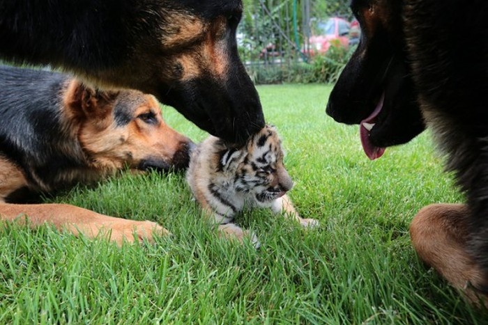 Три собаки взяли под опеку тигренка