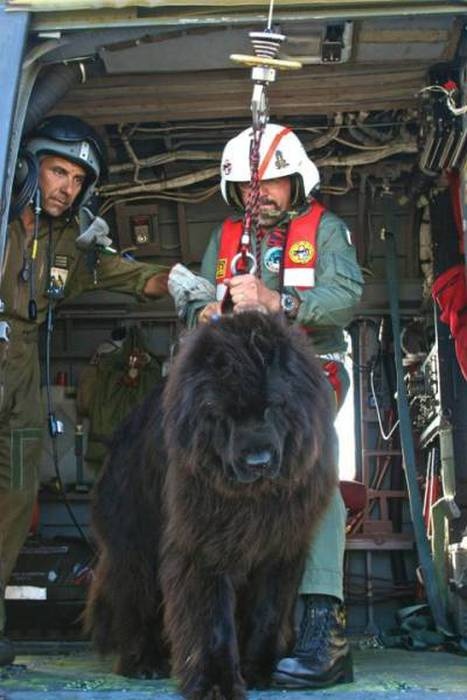 Незаменимый сотрудник береговой охраны – пес-спасатель