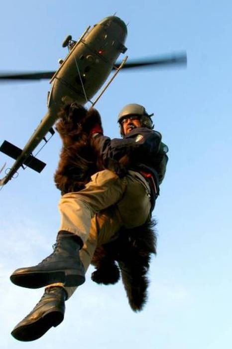 Незаменимый сотрудник береговой охраны – пес-спасатель