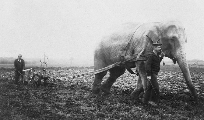 Как в военные годы слоны вспахивали поля