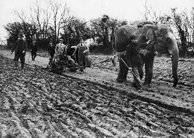 Как в военные годы слоны вспахивали поля