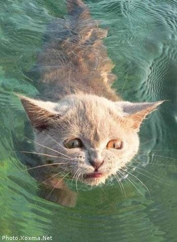 Водоплавающие коты (16 фото)