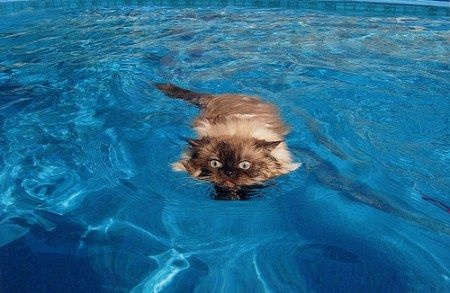 Водоплавающие коты (16 фото)