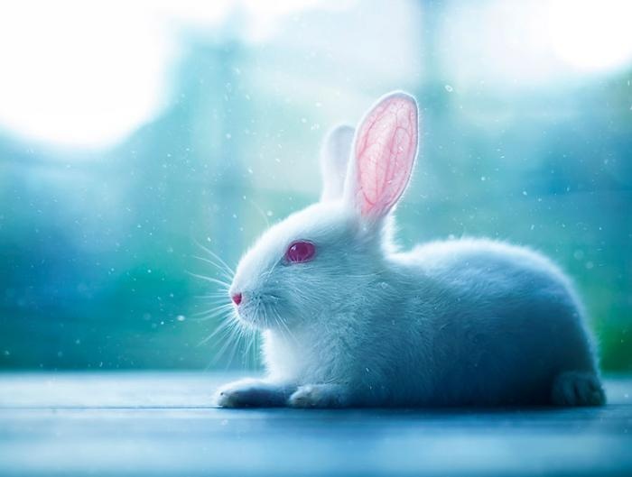 Фотопортреты кроликов (18 фото)
