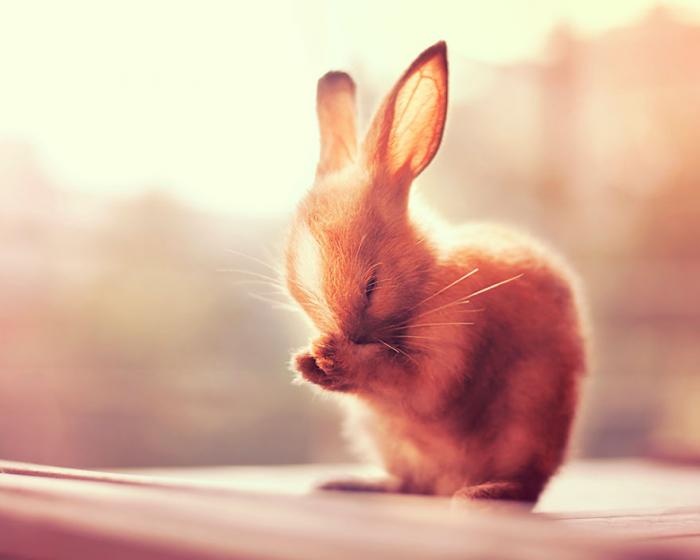 Фотопортреты кроликов (18 фото)