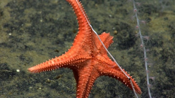 Занимательные факты о морских звездах