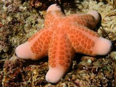 Занимательные факты о морских звездах