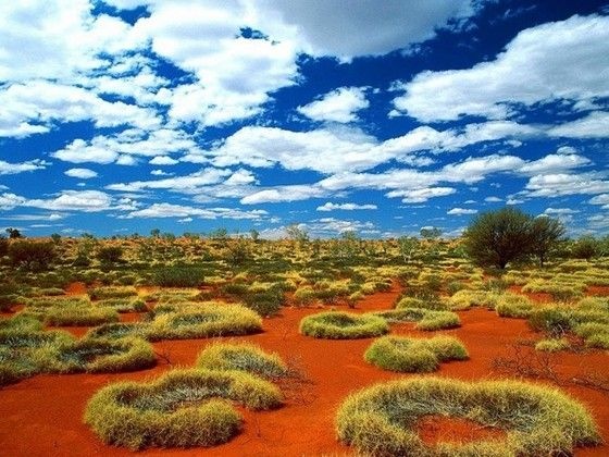 В пустыне есть жизнь