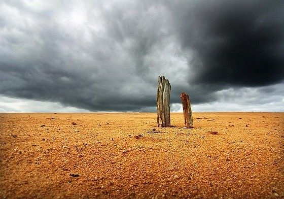 В пустыне есть жизнь