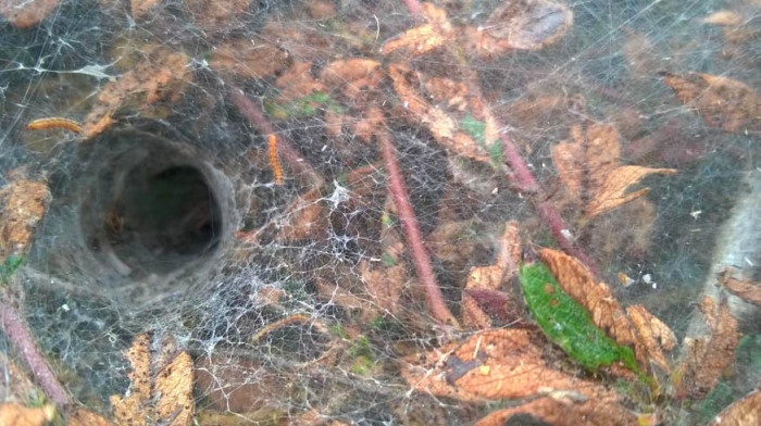 В Лондоне гусеницы покрыли паутиной кусты (4 фото)