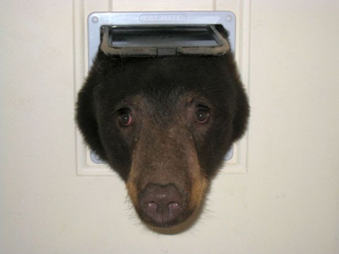 В поисках съестного, медведь, застрял в кошачей двери (4 фото)