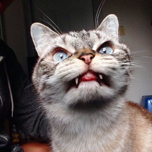 Звезда Instagramа – кот-вампир (19 фото)