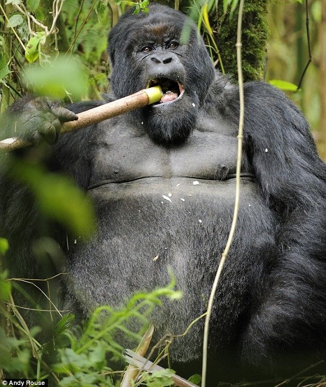 Фото забавной гориллы (6 фото)