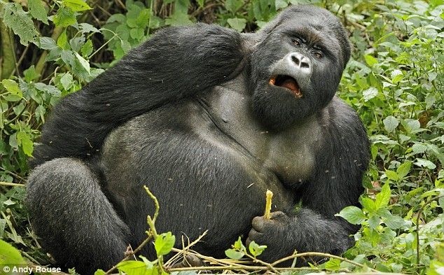 Фото забавной гориллы (6 фото)