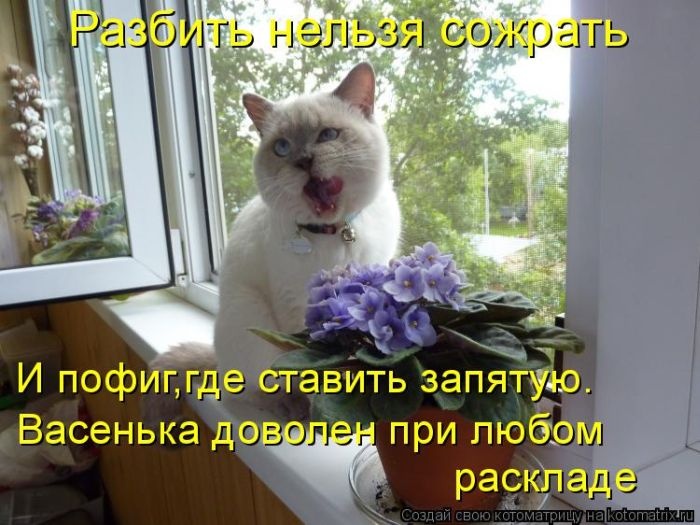 Смешные фотографии котов (50 фото)