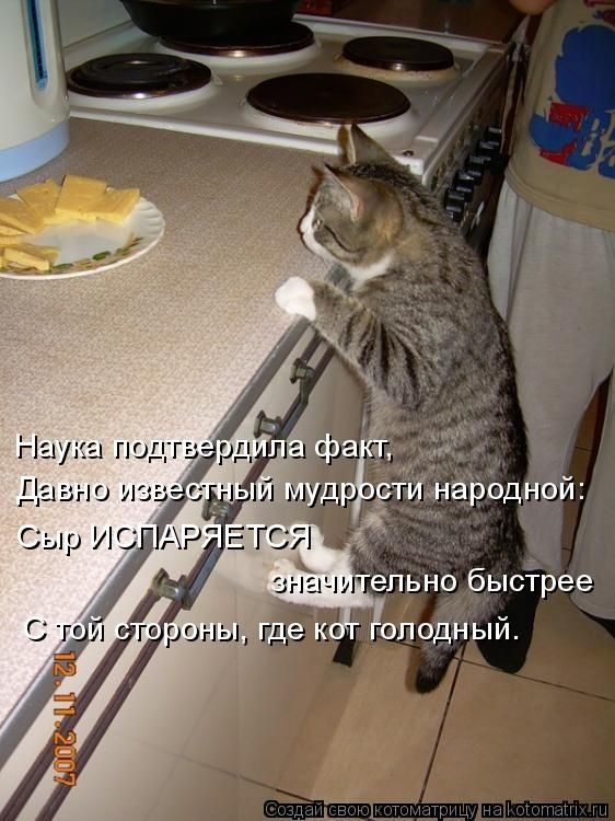 Смешные фотографии котов (50 фото)