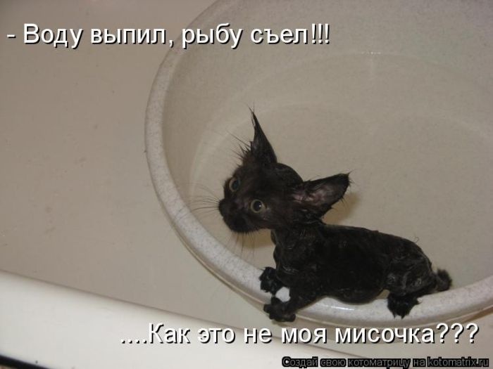 Смешные фотографии котов (50 фото)