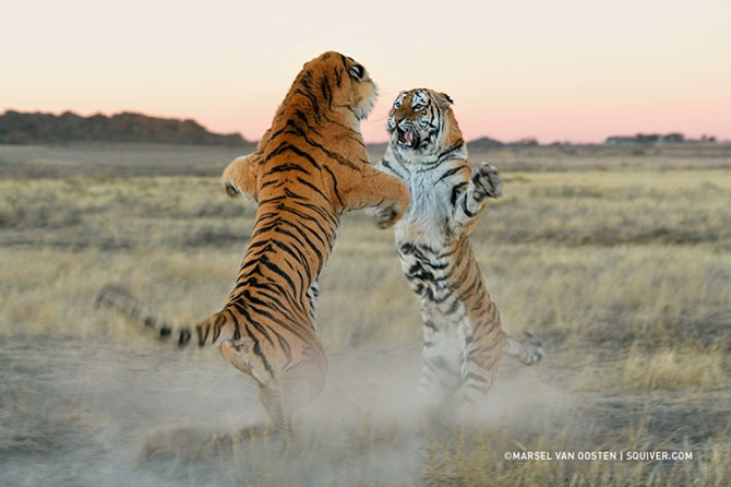 Необыкновенные фотографии тигров (22 фото)