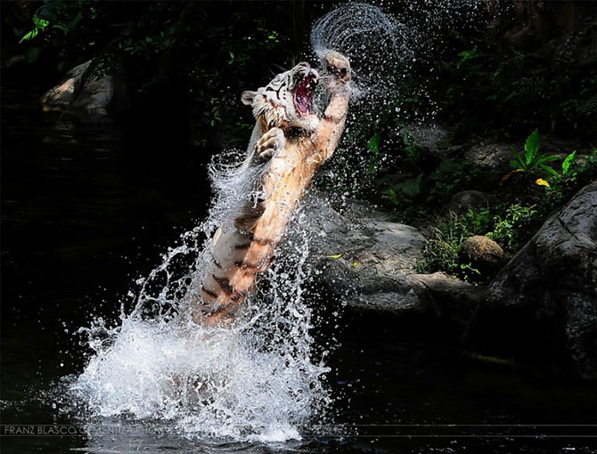 Необыкновенные фотографии тигров (22 фото)