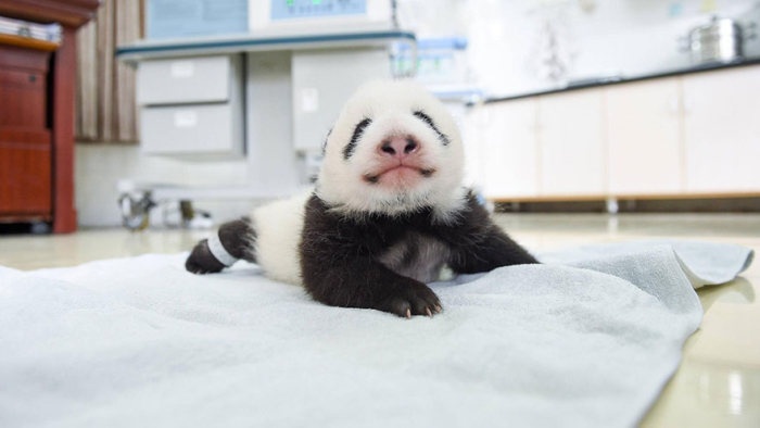 Новорожденные детеныши панды (16 фото)