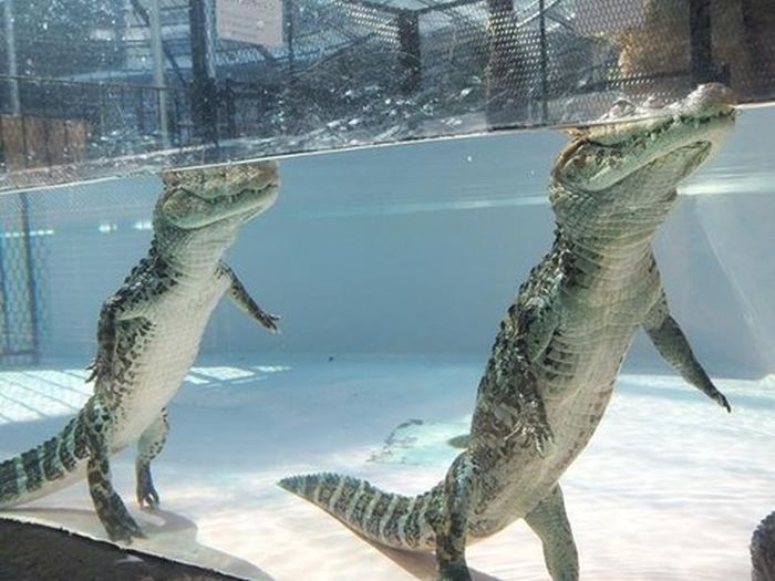 Что делает крокодил в этот самый момент? (3 фото)