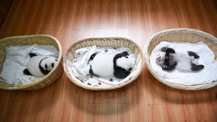 Новорожденные детеныши панды (16 фото)