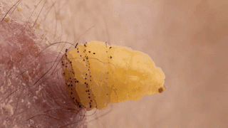 Гифки с разнообразными насекомыми (20 гифок)